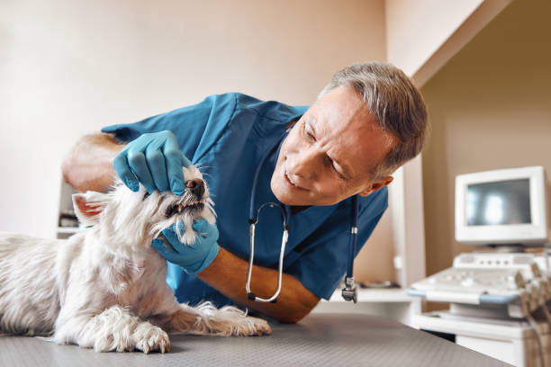 Best Same-Day Emergency Dentist in Westby, WI